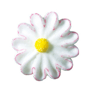 Bellis blanc avec bord rose